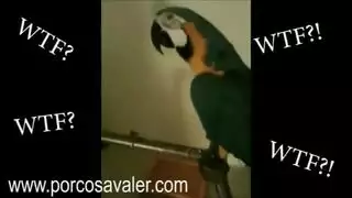 وهران قحبه