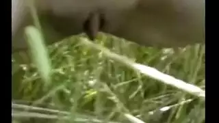 شابان ينيكان عاهرة فرنسية في كسها وطيزها في الغابة