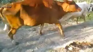 سكس حيوانات عجل ينيك كس امراه