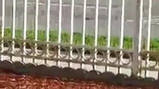 عبادة الجسد العاري لسامية الناضجة مع التركيز على كسها