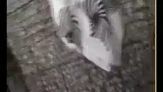 مص قدمي عاهرة مراكشية بقضيب أسود كبير