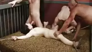 أغتصاب جماعي عنيف وهائج لكلبة مربوطة