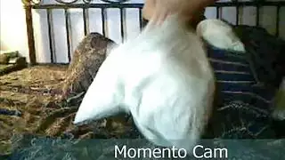 سكس مخنسان