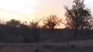 نيك يباني في الغابة